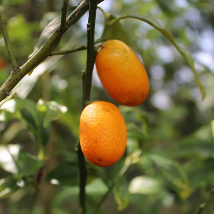 Plant image Citrus Japonica