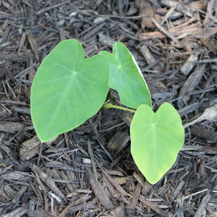 Plant image Alocasia macrorrhiza