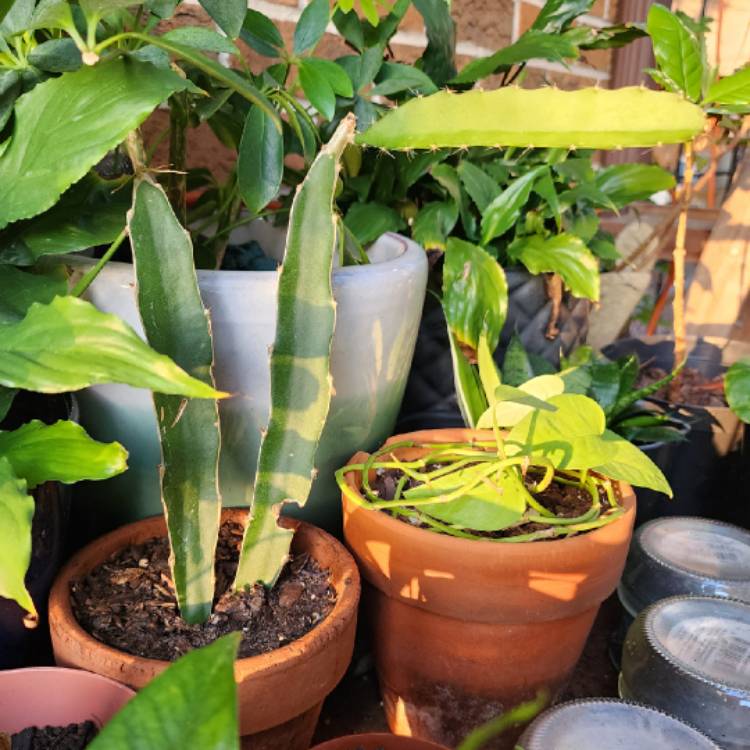 Plant image Hylocereus megalanthus