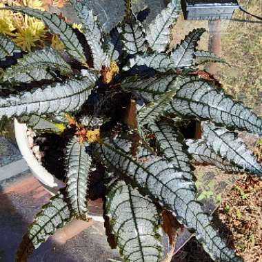 Pilea involucrata 'Dark Mystery'