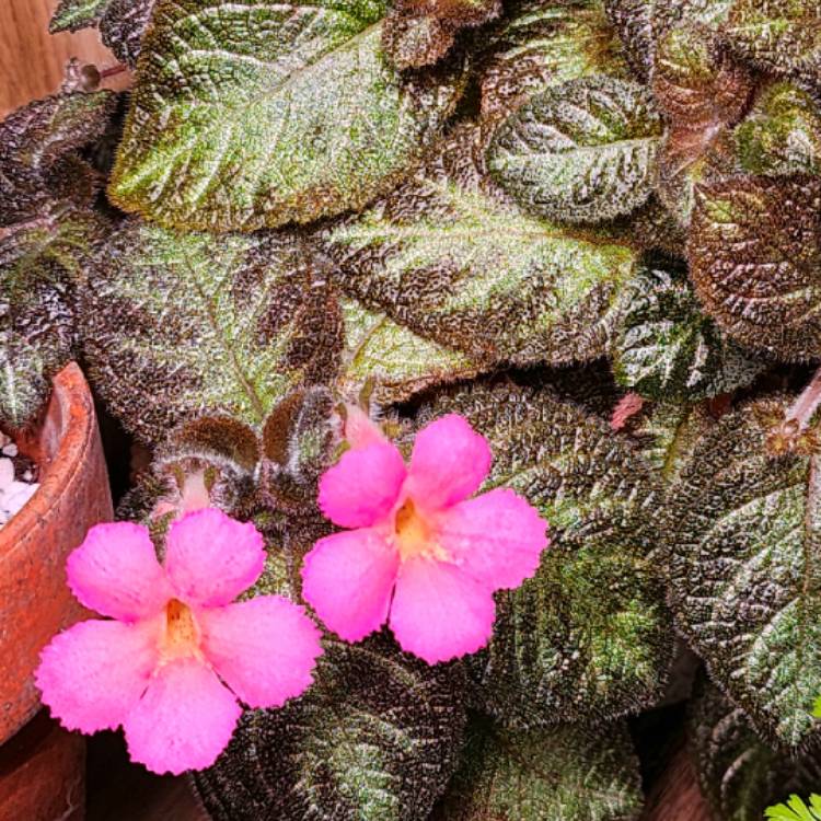 Plant image Episcia Cupreata