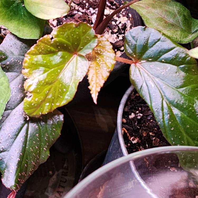 Plant image Begonia aconitifolia x coccinea