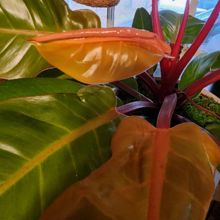 Plant image Philodendron 'McColley's Finale'