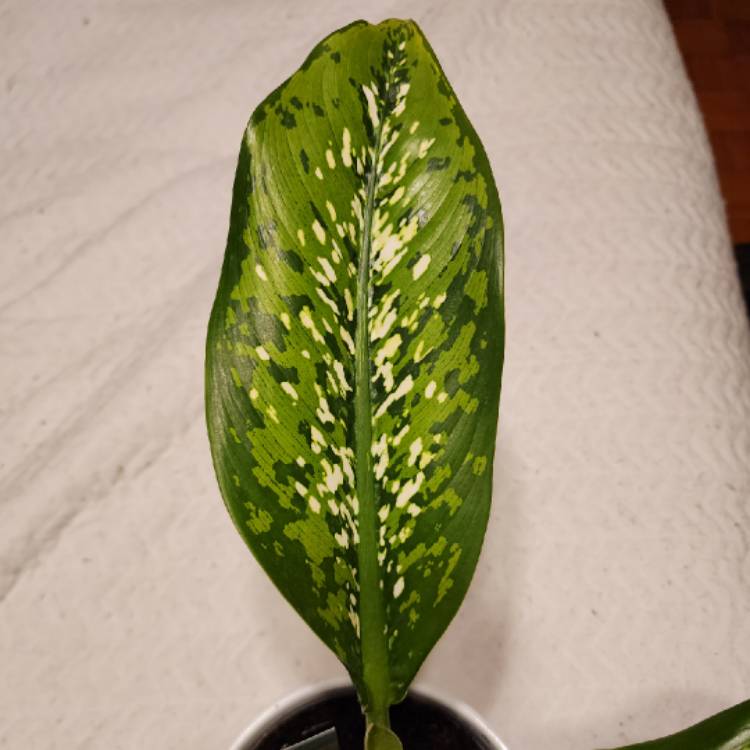 Plant image Dieffenbachia Crocodile