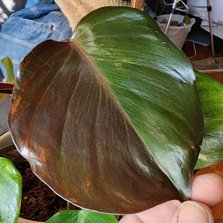 Plant image Philodendron 'White Knight'