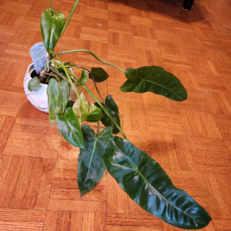 Plant image Philodendron 'Paraiso Verde'