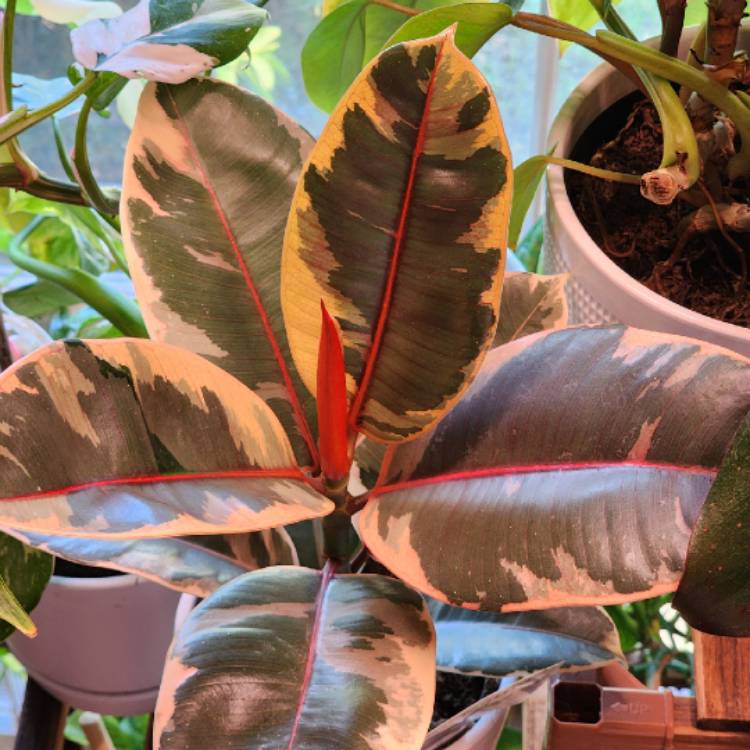 Plant image Ficus Elastica ‘Chroma Belize'