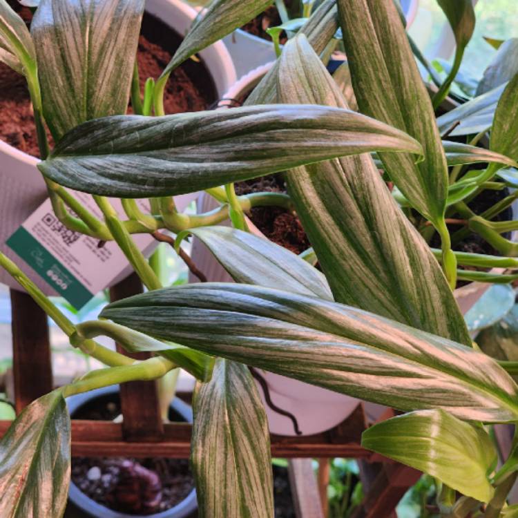 Plant image Epipremnum amplissimum syn. Rhaphidophora amplissima, Pothos amplifolia