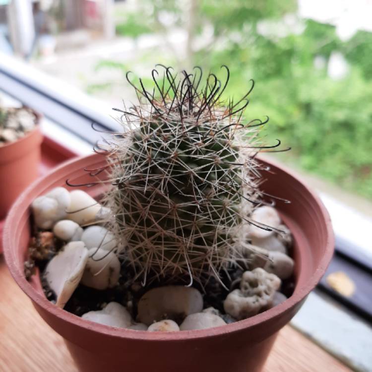 Plant image Mammillaria beneckei