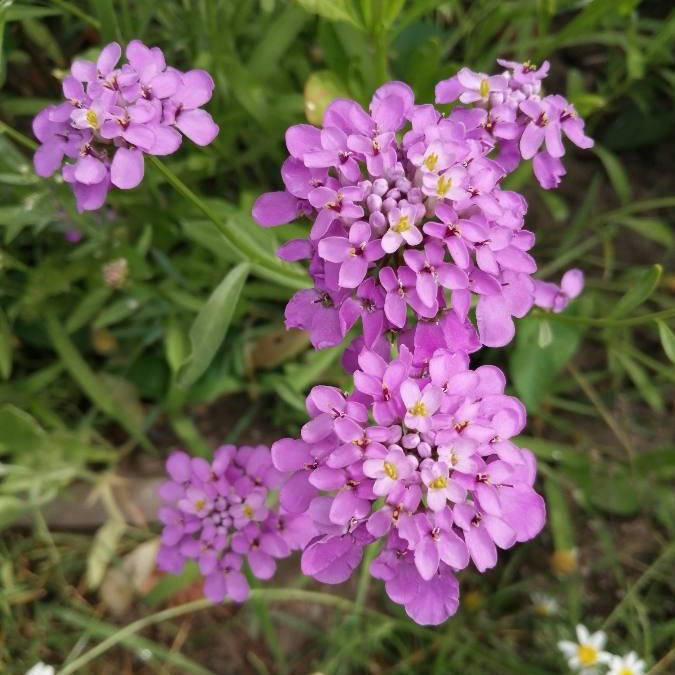 Plant image Iberis umbellata