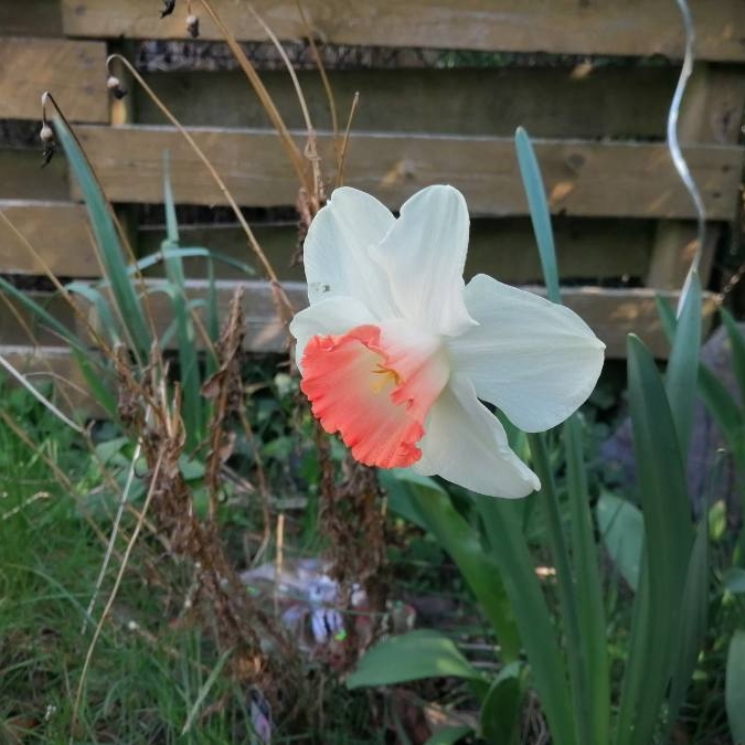 Plant image Narcissus 'Geranium' syn. Narcissus 'Advance'