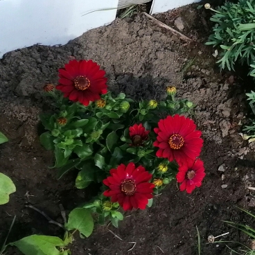 Plant image Osteospermum ecklonis 'Zion Red'