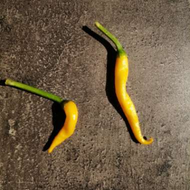 Chilli Pepper 'Cayenne'