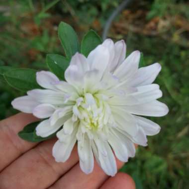 China Aster