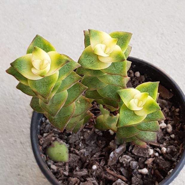 Plant image Crassula perforata variegata 'Jack In The Box'