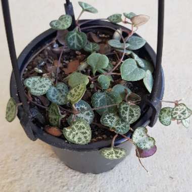 Ceropegia Woodii 