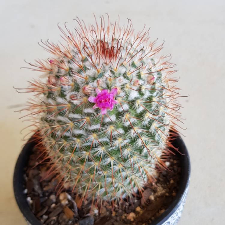 Plant image Mammillaria bombycina