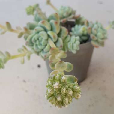 Sedum 'Clavatum'