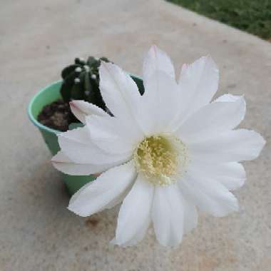 Easter Lily Cactus