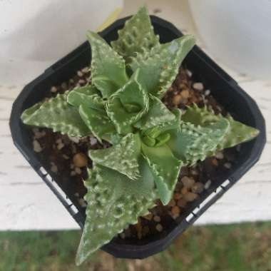 Faucaria felina ssp. tuberculosa