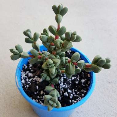 Corpuscularia lehmannii syn. Delosperma lehmannii