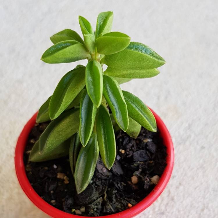 Plant image Peperomia Axillaris