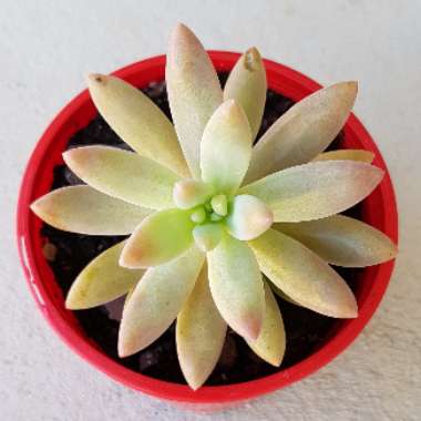 Pachyphytum kimnachii