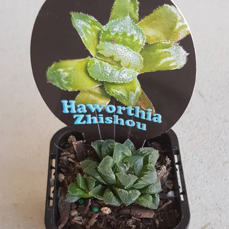 Plant image Haworthia Zhishou