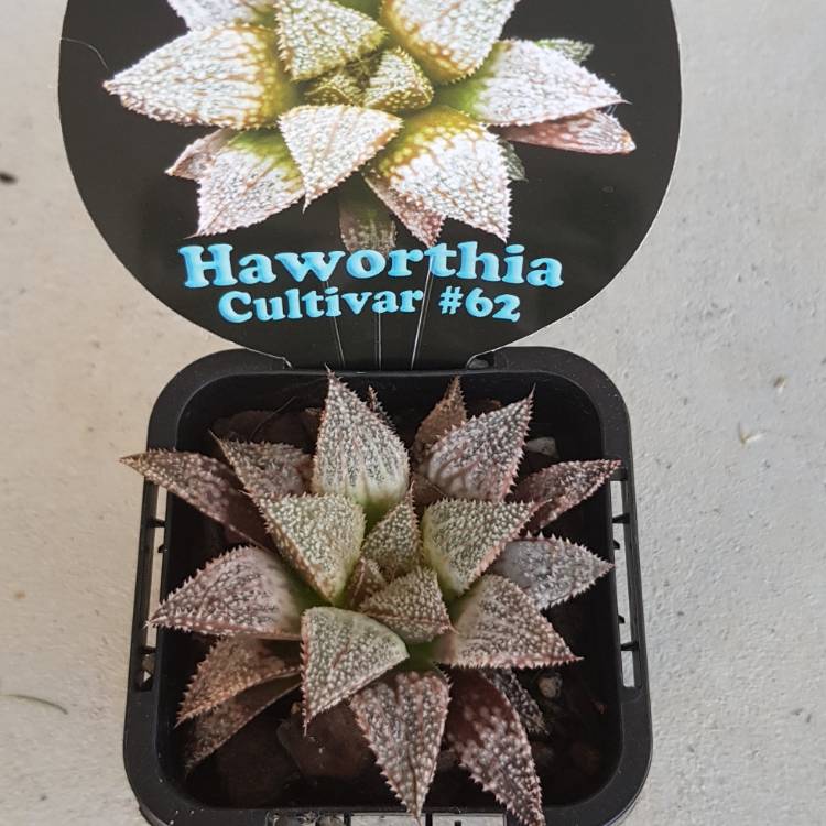 Plant image Haworthia emelyae var. major