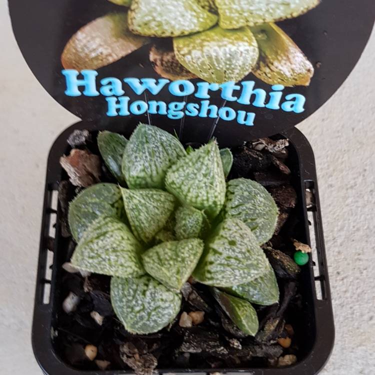 Plant image Haworthia Emelyae cv. Hongshou