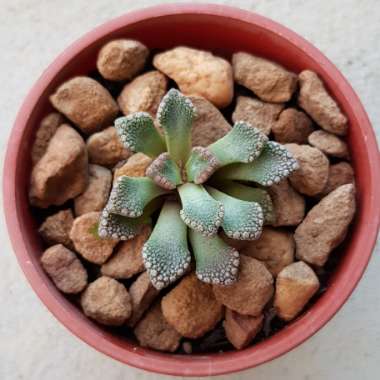 Titanopsis Calcarea (Living Jewel)