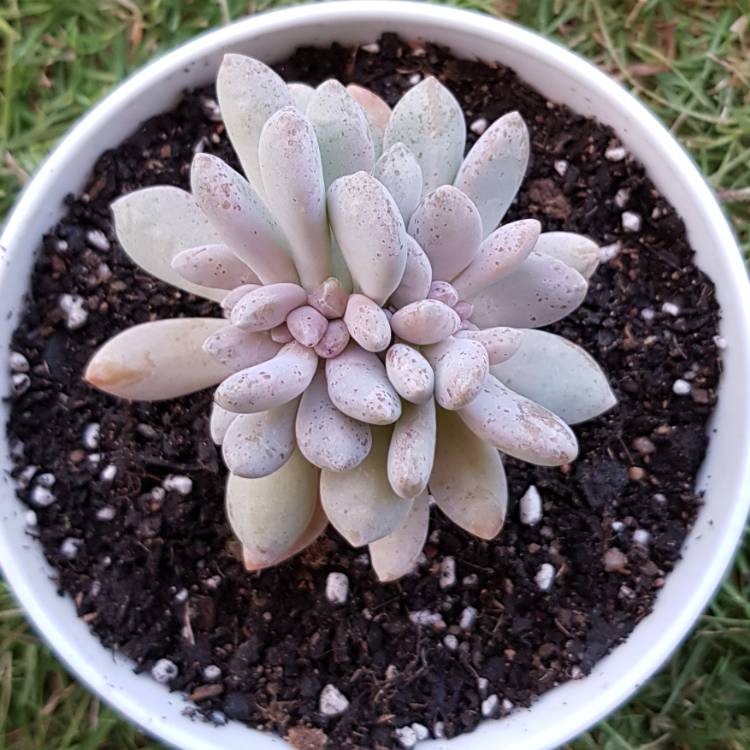 Plant image x Pachyveria Elaine Cristata