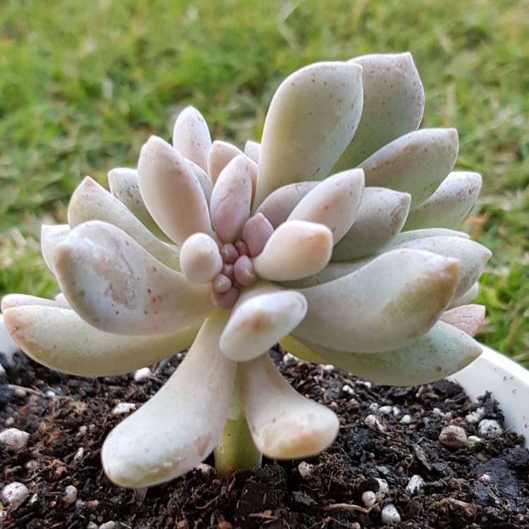 Plant image x Pachyveria Elaine Cristata