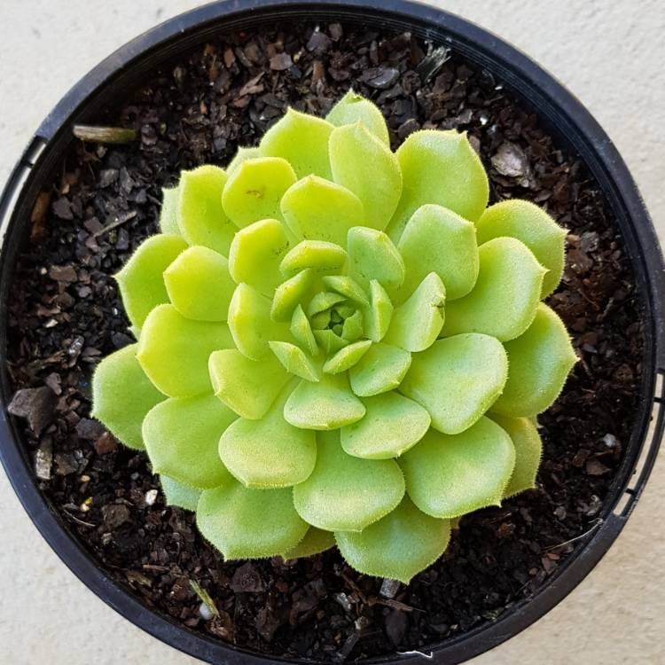 Plant image Echeveria Derosa