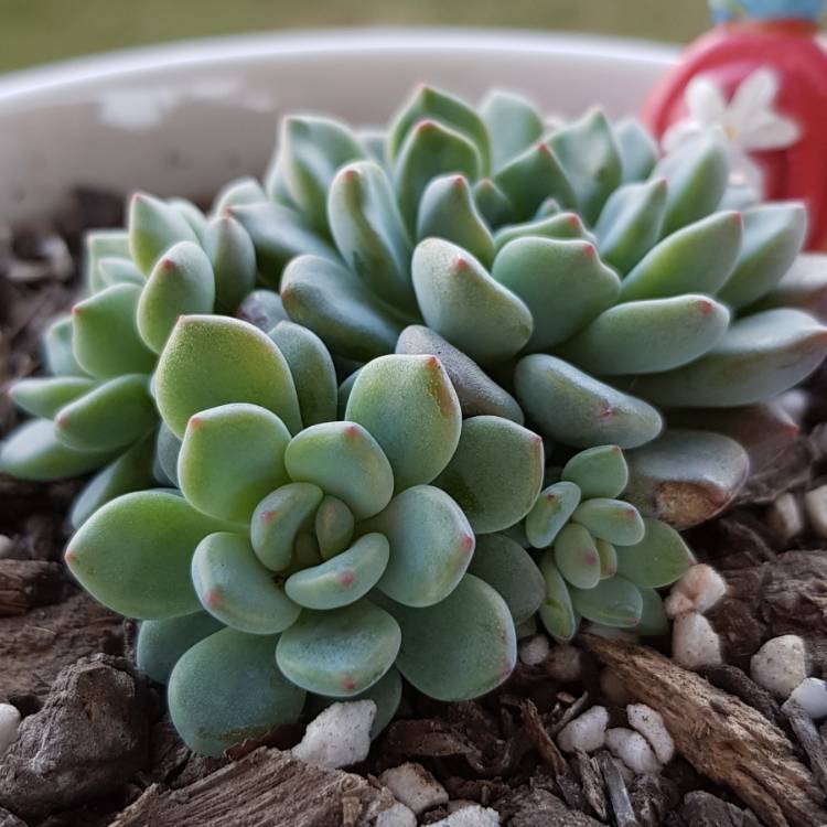 Plant image Echeveria Amoena