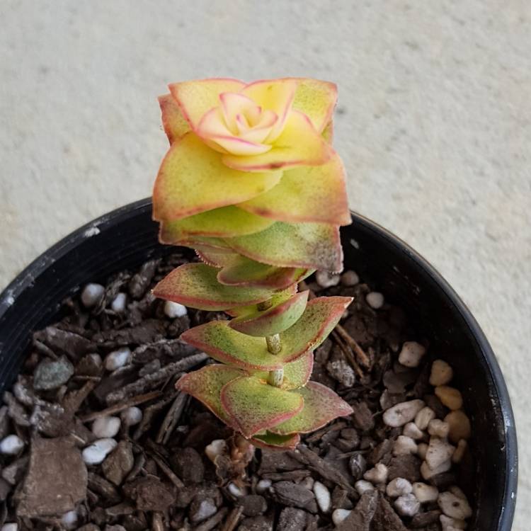 Plant image Crassula perforata variegata 'Jack In The Box'