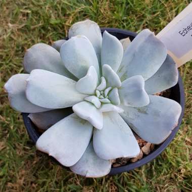 Echeveria Exotic