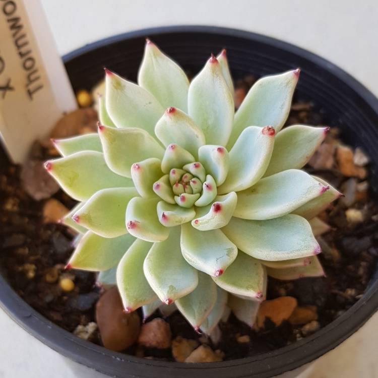 Plant image xGraptoveria Thornwood Star