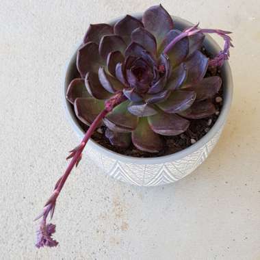 Echeveria Agavoides Blood Maria