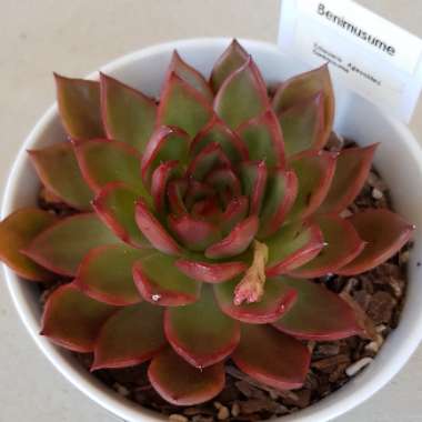 Echeveria Benimusume