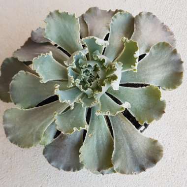 Echeveria Shaviana