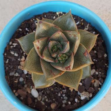 Echeveria Purpusorum