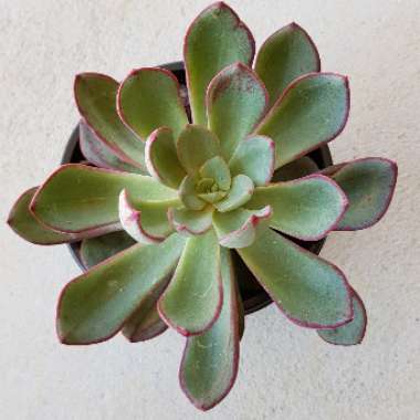 Echeveria Bella Rouge