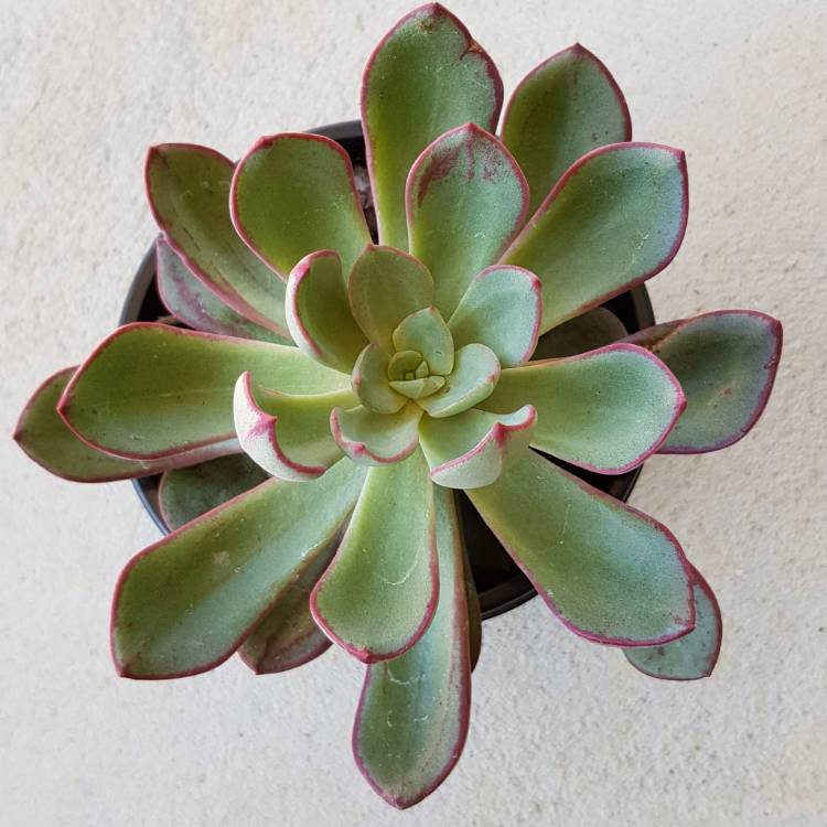 Plant image Echeveria Bella Rouge