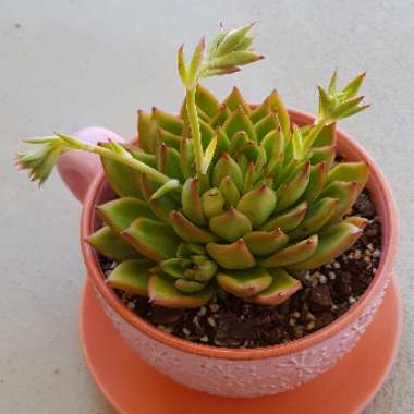 Echeveria Agavoides Red Blush