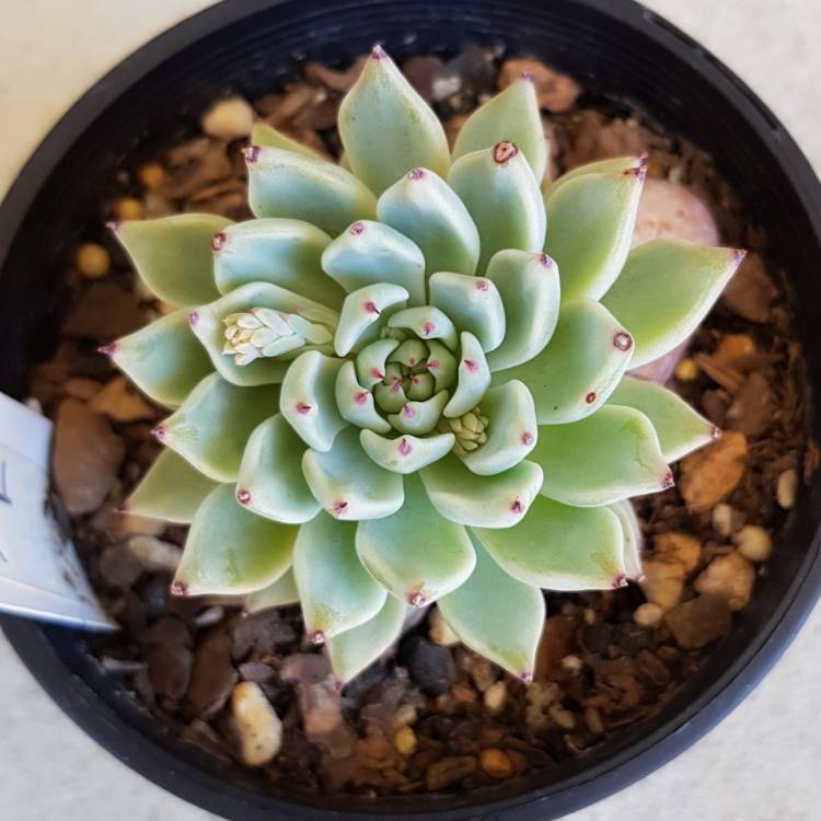 Plant image xGraptoveria Thornwood Star