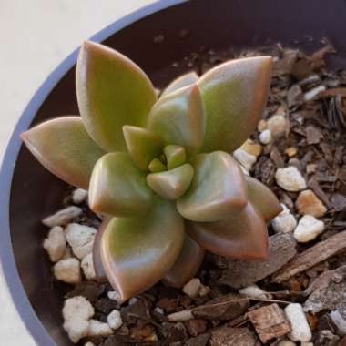 x Graptosedum Bronze