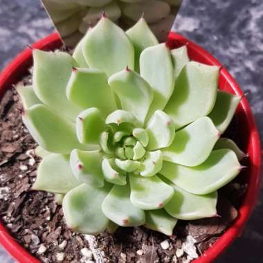 Echeveria Cuspidata var. Zaragozae