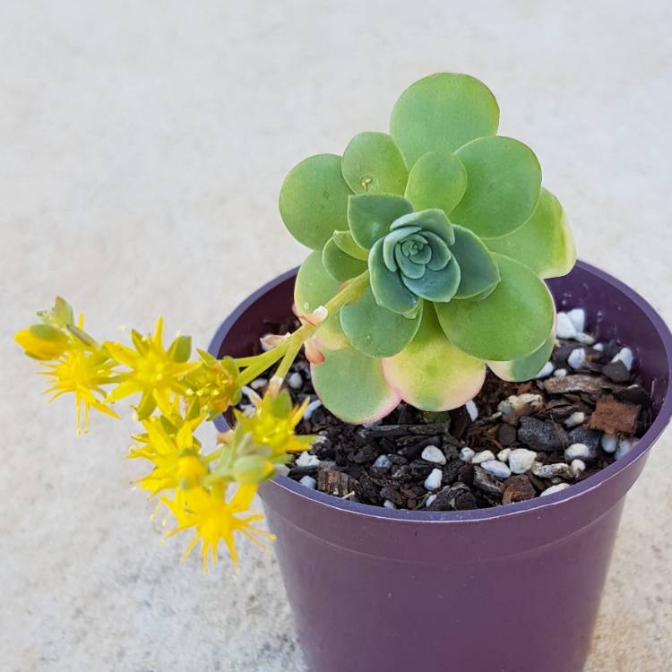 Plant image Sedum Palmerii