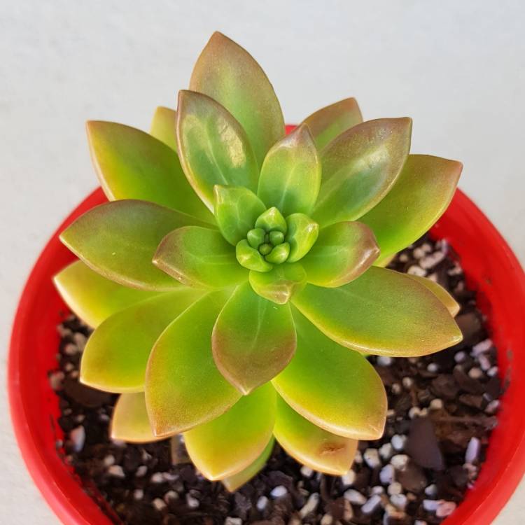 Plant image Sedum Jester